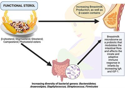 Functional sterol improves breast milk quality by modulating the gut microbiota: A proposed opinion for breastfeeding mothers